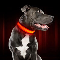 Dog Collar with Light | LED Light Up Dog Collar | GlowPaw