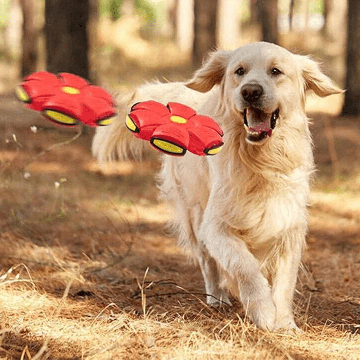 FlyToy™ | 2-in-1 Flying Disc And Bouncy Ball For Active Dogs