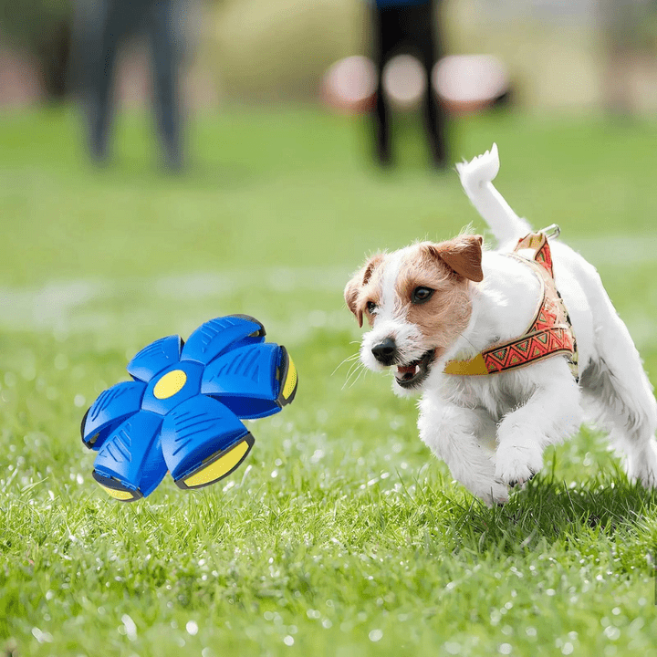 FlyToy™ | 2-in-1 Flying Disc And Bouncy Ball For Active Dogs