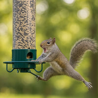 Squirrel Proof Bird Feeder | Bird Feeding Tube | Featherly